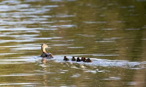 Domaine St Roch * Couvin